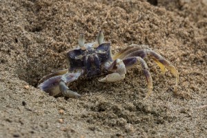 Ghost Crab   Kauai Hawaii 0881